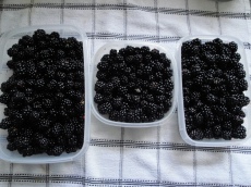 Our blackberries